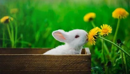 我承认我搜过“黑料社区今日”，但最后我只做了这件事：我先去查了来源